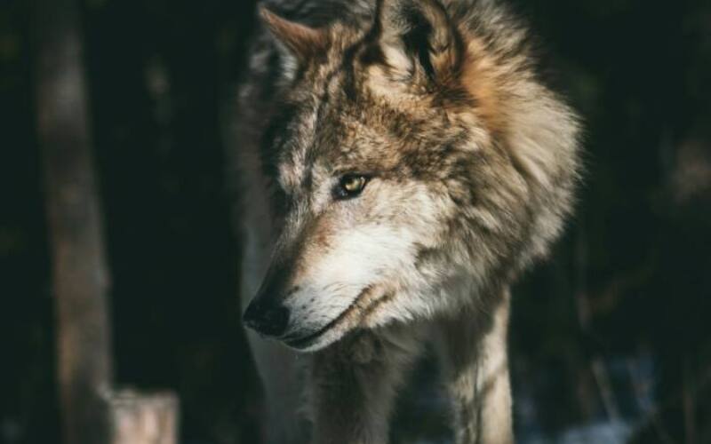 andrew-ly-iUA1cea8QiY-unsplash