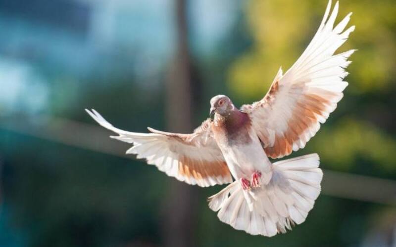 bird, dove, animal-3731811.jpg