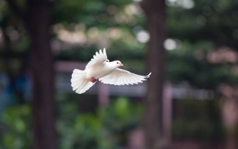 bird, dove, flying dove, flying bird, nature, dove, dove, dove, dove, dove-4062359.jpg