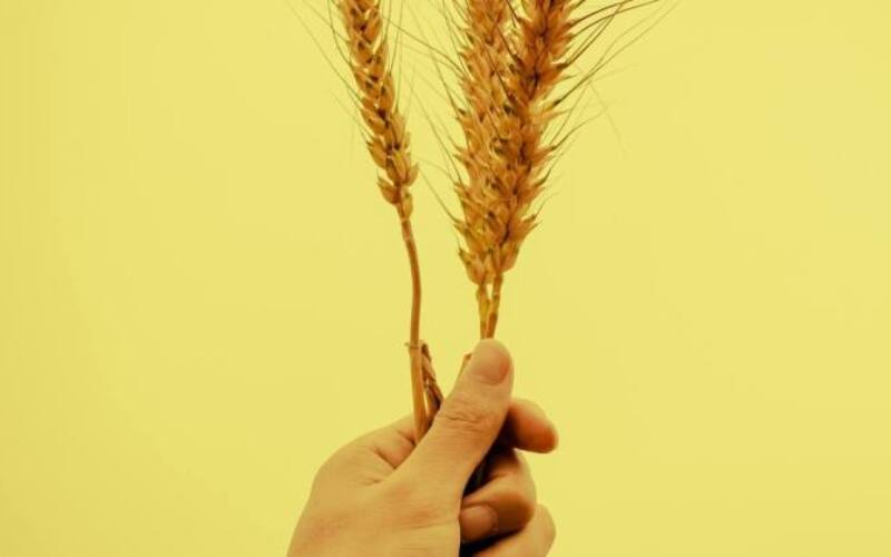 Harvest