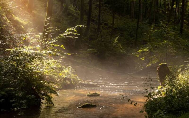 fall, summer, forest, flow, fog, sunbeams, nature, summer, summer, summer, summer, summer-8192375.jpg