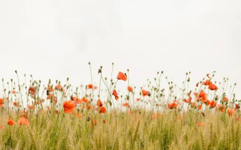 henry-be-IicyiaPYGGI-unsplash