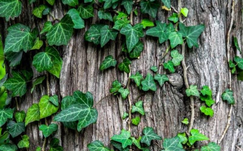 ivy, leaves, creeper-1030964.jpg
