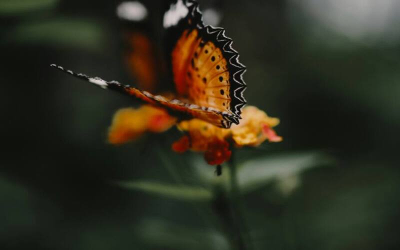 jensen-ragoonath-4UeoE3Wn-oE-unsplash