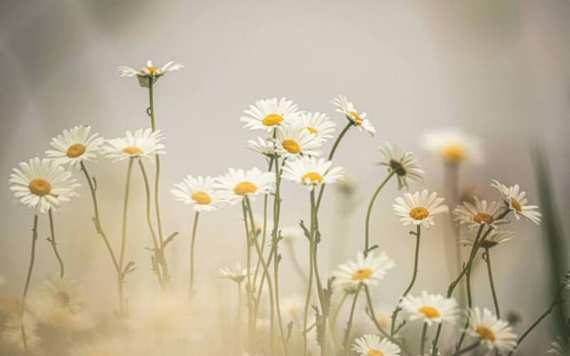 kristine-cinate-PflhlrORvx0-unsplash