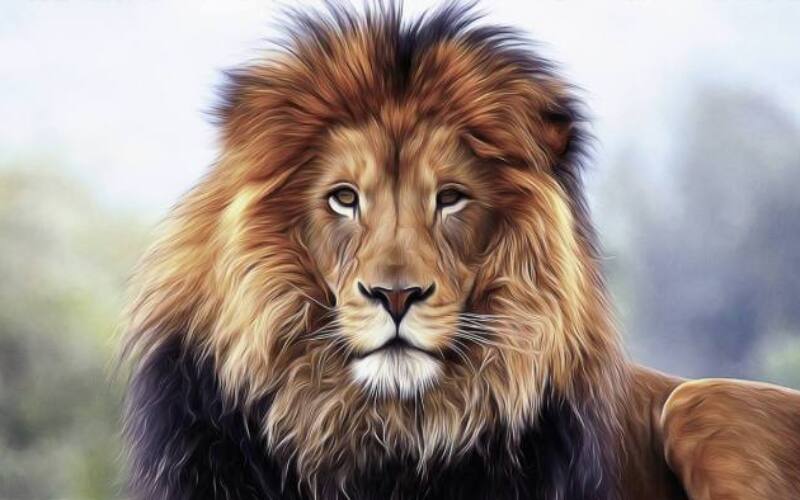 lion, king, animal-5292016.jpg
