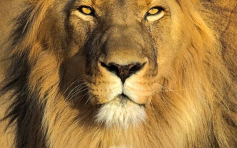 Lion-Lamb