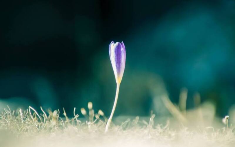 markus-bluthner-XGthimcNy-4-unsplash