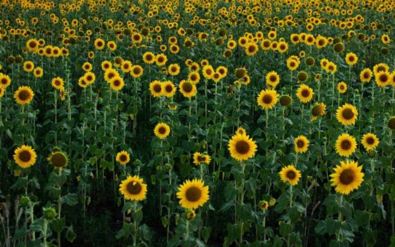 nataly-alhimova--dMBtomfHcA-unsplash