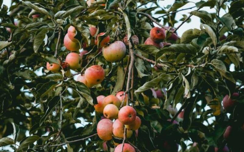 Fruit of the Spirit
