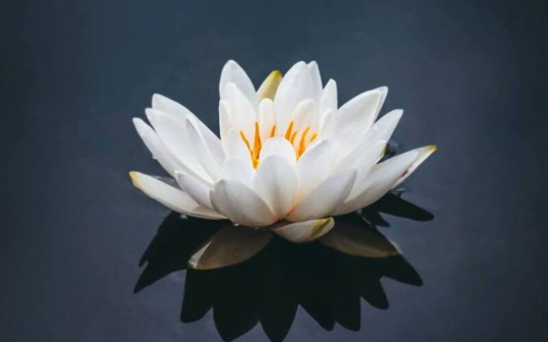nong-v-Hqa-Ymae0k0-unsplash