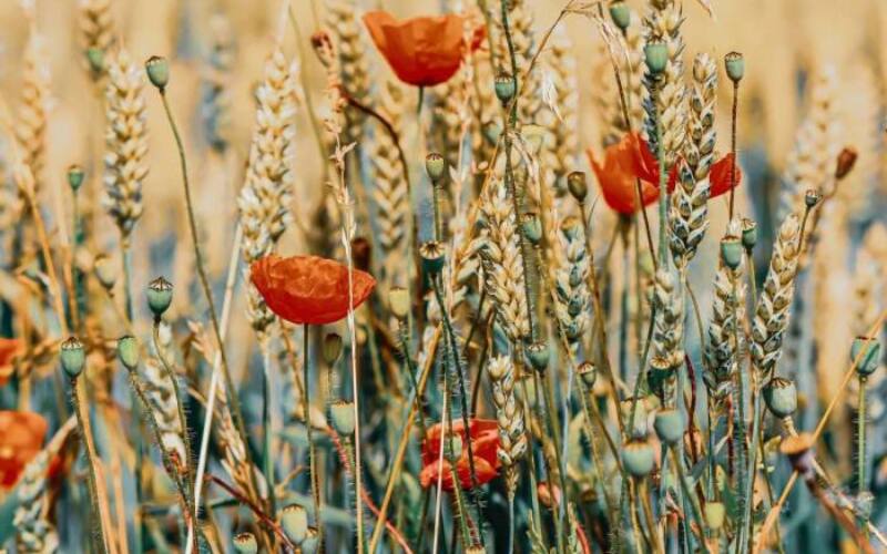 poppies, flowers, wheat field-5369740.jpg