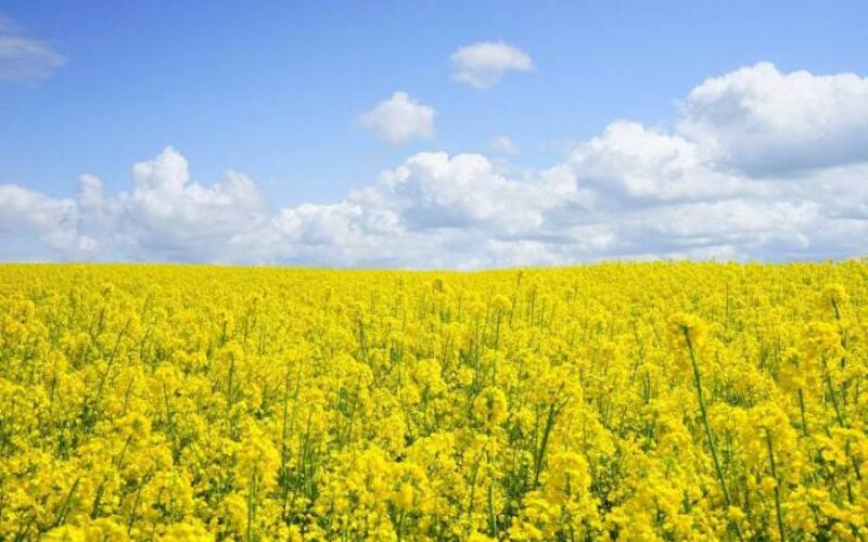 rapeseeds, flowers, field-474558.jpg