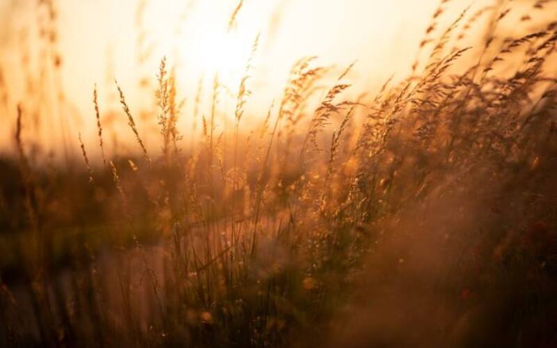 reed, field, sunset, sunrise, sunlight, dusk, dawn, grass, plant, meadow, summer, nature, reed, reed, reed, sunrise, sunrise, sunrise, sunrise, sunrise-5991717.jpg