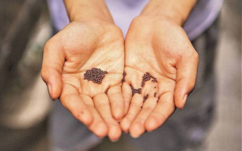 seeds