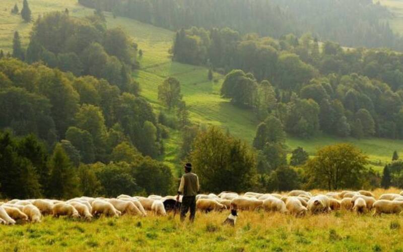 sheep, farmer, shepherd-690198.jpg