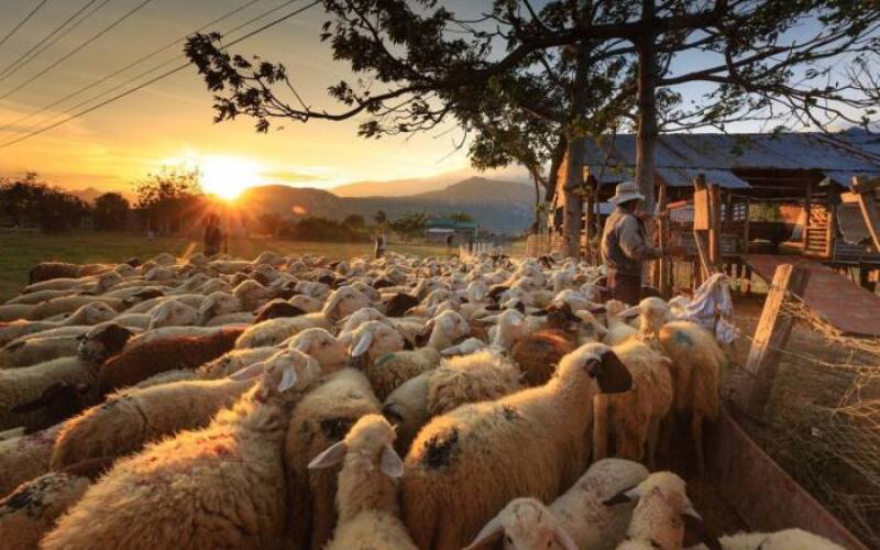 sheep, shepherd, farmer-3023520.jpg