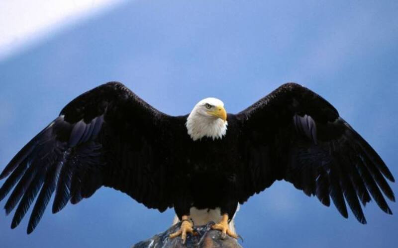 wingspanbaldeagleimages